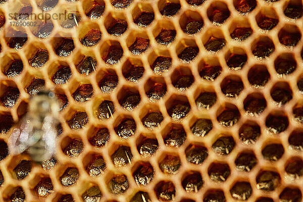 Honigbieneneier in der Wabe