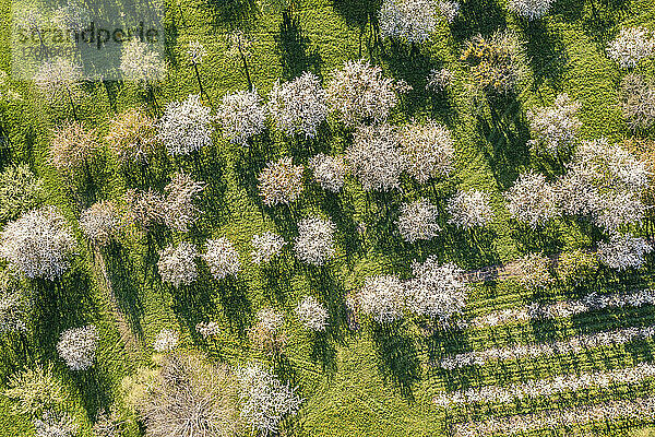 Germany  Baden-Wurttemberg  Neidlingen  Aerial view of blossoming fruit trees in spring