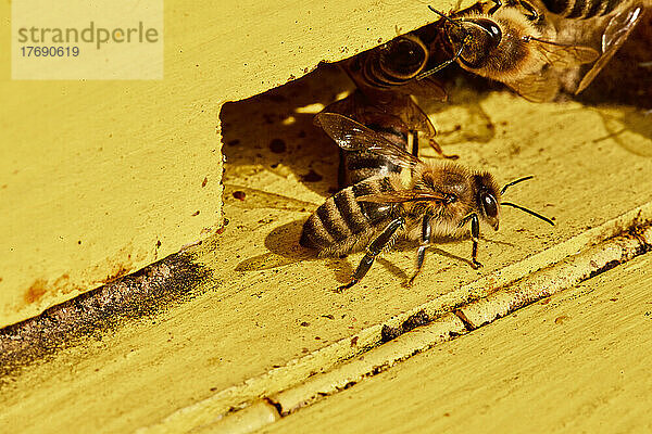 Honigbienen auf gelbem Bienenstock aus Holz