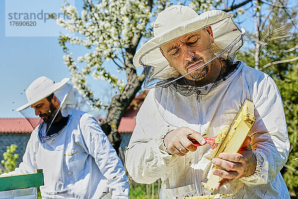 Imker trägt Schutzanzug und extrahiert Bienenwachs aus Waben