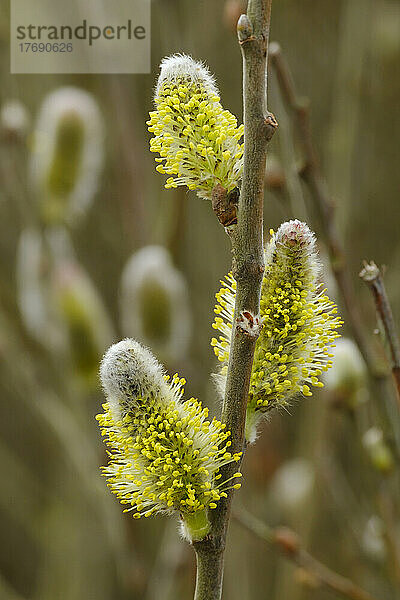 Gelbe Kätzchen (Salix caprea) blühen im Frühling