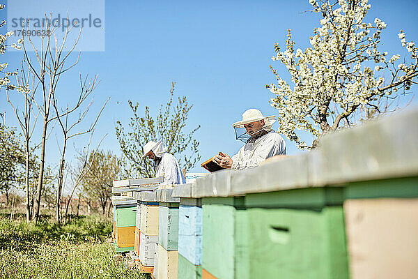 Imker mit Kollegen  der auf der Bienenfarm arbeitet