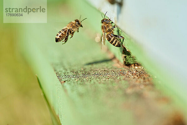 Honigbienen auf grünem Holzbienenstock