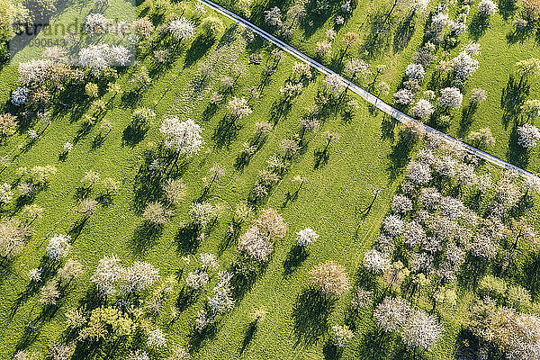 Deutschland  Baden-Württemberg  Neidlingen  Luftaufnahme blühender Obstbäume im Frühling