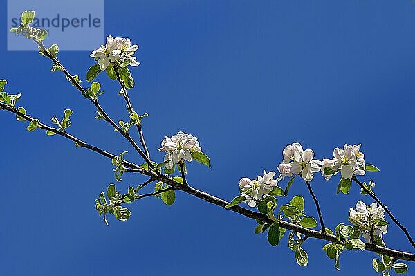 Zweig eines Apfelbaums (Malus) mit Blüten  Oberstaufen  Allgäu  Bayern  Deutschland  Europa
