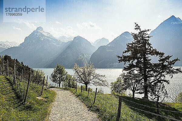 Panorama mit See und Bergen  Sisikon  Vierwaldstättersee  Kanton Uri  Schweiz  Europa