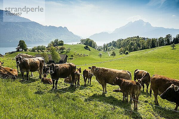 Panorama mit See und Bergen und Kühen  hinten Pilatus  Weggis  Vierwaldstättersee  Kanton Luzern  Schweiz  Europa