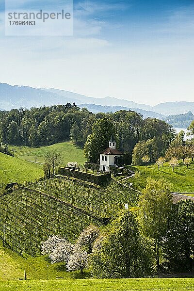 Panorama mit See und Bergen  Kapelle Eggisbühl  hinten Pilatus  Hertenstein  bei Weggis  Vierwaldstättersee  Kanton Luzern  Schweiz  Europa