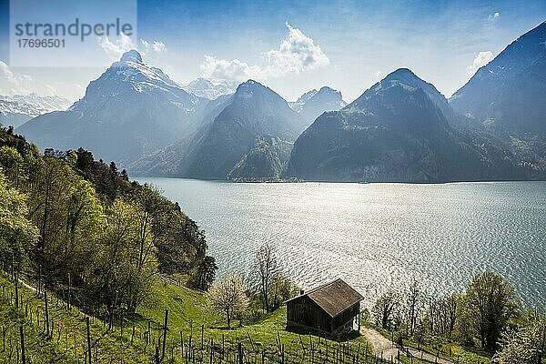 Panorama mit See und Bergen  Sisikon  Vierwaldstättersee  Kanton Uri  Schweiz  Europa