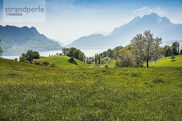 Panorama mit See und Bergen  hinten Pilatus  Hertenstein  bei Weggis  Vierwaldstättersee  Kanton Luzern  Schweiz  Europa