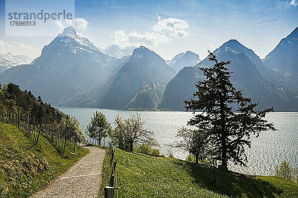 Panorama mit See und Bergen  Sisikon  Vierwaldstättersee  Kanton Uri  Schweiz  Europa