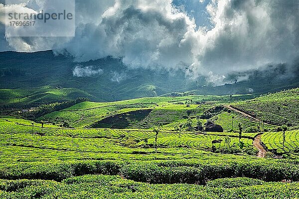 Kerala Indien Reise Hintergrund  grüne Teeplantagen in Munnar mit niedrigen Wolken  Kerala  Indien  Touristenattraktion  Asien