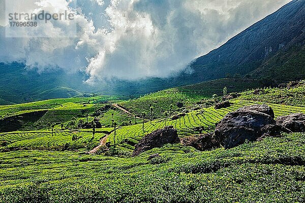 Kerala Indien Reise Hintergrund  grüne Teeplantagen in Munnar mit niedrigen Wolken  Kerala  Indien  Touristenattraktion  Asien