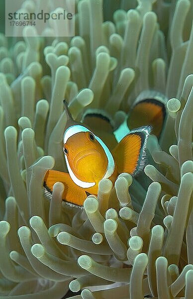 Frontalansicht von Falscher Clownfisch (Amphiprion ocellaris) versteckt sich zwischen Tentakel von Seeanemone  Pazifik  Philippinensee  Visayas  Philippinen  Asien