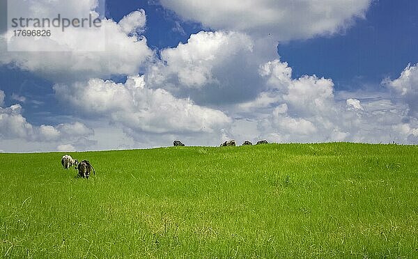 Kühe auf dem Feld  die Gras fressen  Foto von mehreren Kühen auf einer grünen Wiese mit blauem Himmel und Kopierraum  Eine grüne Wiese mit Kühen  die Gras fressen und schönem blauen Himmel