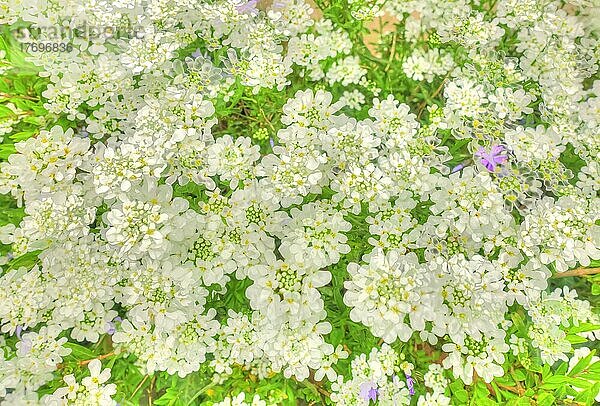 Blumen kreativ  künstlerische Aufnahme  Schleifenblumen (Iberis)  weiße Blüten verfremdet  Pflanzen  Bodendecker  duftig  all over Hintergrund  Muster  Design  Deutschland  Europa