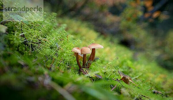 Helmling (Mycena)  drei Pilze im Moos  Kanada  Nordamerika