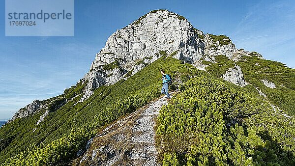 Wanderer auf Wanderweg zwischen Latschenkiefern  hinten Gipfel des Heimkehrerkreuz  Nuaracher Höhenweg  Loferer Steinberge  Tirol  Österreich  Europa