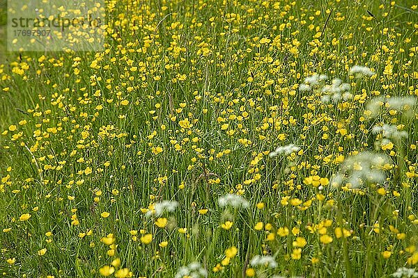 Butterblumen (Ranunculus) am Wegrand  Falshöft  Geltinger Birk  Schleswig-Holstein  Deutschland  Europa