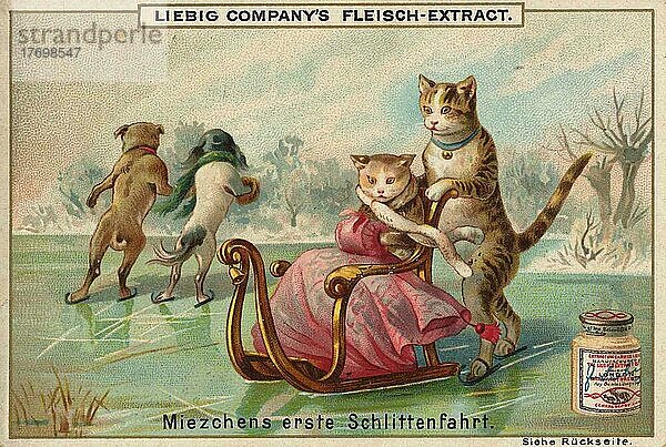 Serie lustige Tierdarstellungen  Miezchens erste Schlttenfahrts  dargestellt mit Katzen  digital restaurierte Reproduktion eines Sammelbildes von ca 1900  Liebig Sammelbild  genaues Datum unbekannt