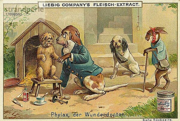 Serie lustige Tierdarstellungen  Phylax der Wunderdoktor  dargestellt mit Hund und Hase  digital restaurierte Reproduktion eines Sammelbildes von ca 1900  Liebig Sammelbild  genaues Datum unbekannt