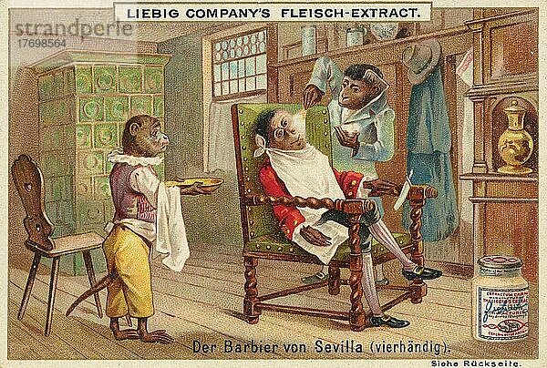 Serie lustige Tierdarstellungen  Der Barbier von Sevilla  dargestellt mit Affen  digital restaurierte Reproduktion eines Sammelbildes von ca 1900  Liebig Sammelbild  genaues Datum unbekannt