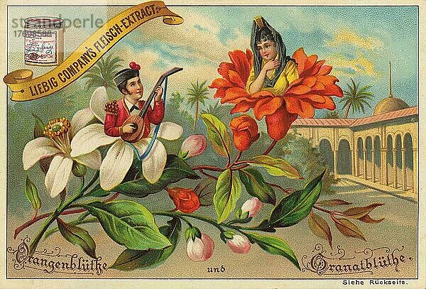Serie Blumen und Sagen  Orangenblüte und Granatapfelblüte  digital restaurierte Reproduktion eines Sammelbildes von ca 1900  Liebig Sammelbild  genaues Datum unbekannt