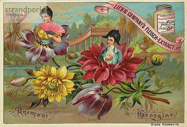 Serie Blumen und Sagen  Anemone und Georgine  digital restaurierte Reproduktion eines Sammelbildes von ca 1900  Liebig Sammelbild  genaues Datum unbekannt