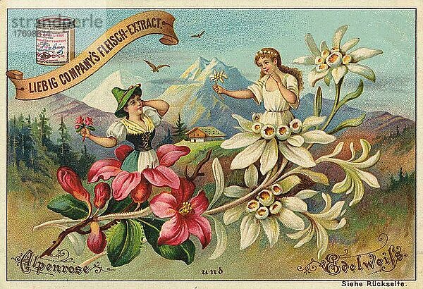 Serie Blumen und Sagen  Alpenrose und Edelweiß  digital restaurierte Reproduktion eines Sammelbildes von ca 1900  Liebig Sammelbild  genaues Datum unbekannt
