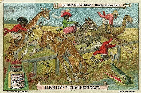 Serie Bilder aus Afrika  Hindernisreiten mit Giraffe und Kamel  digital restaurierte Reproduktion eines Sammelbildes von ca 1900