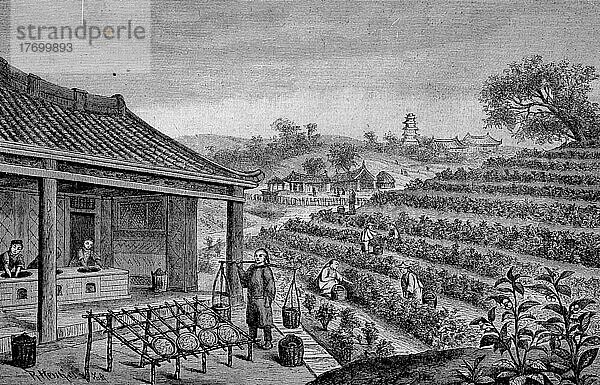 Ernte und Verarbeitung von Tee im Jahre 1865 in Indien  digital restaurierte Reproduktion einer Vorlage aus dem 19. Jahrhundert  genaues Datum nicht bekannt
