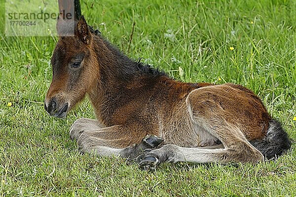 Junges Islandpferd (Equus islandicus)  wenige Stunden altes braunes Fohlen ruht auf Wiese  Stutfohlen  Weibchen  Tierkind  Schlesig-Holstein  Deutschland  Europa