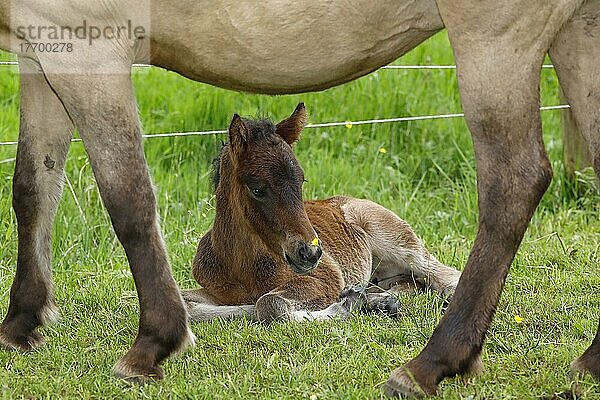Junges Islandpferd (Equus islandicus)  wenige Stunden altes Fohlen ruht im Schutz der Mutterstute auf Wiese  Stutfohlen  Weibchen  Tierkind  Schlesig-Holstein  Deutschland  Europa
