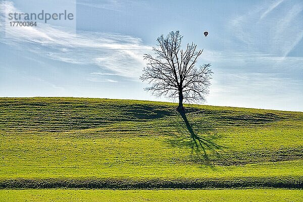 Hügel mit einzelnem Baum  Heissluftballon  März  Grüningen  Schweiz  Europa