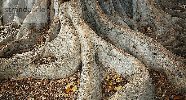 Wurzelwerk eines alten Baumes  Cadiz  Andalusien  Spanien  Europa