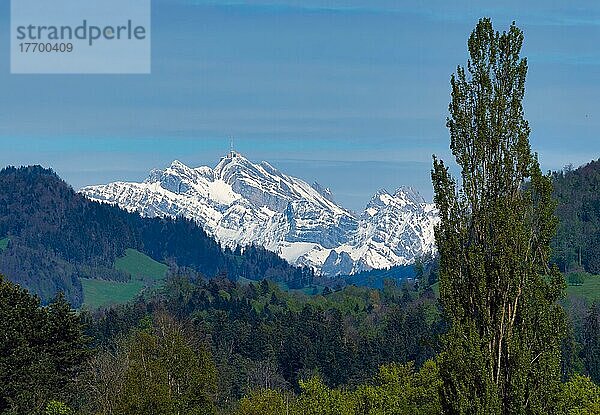 Schneebedecktes Bergmassiv in der Ferne  Säntis  Appenzell  Schweiz  Europa