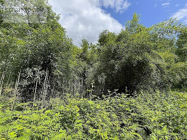 In europäischer Mischwald angepflanzter Bambus (Fargesia)  im Vordergrund Brennnesselgewächse (Urticaceae)  Kirchhellen  Bottrop  Nordrhein-Westfalen  Deutschland  Europa