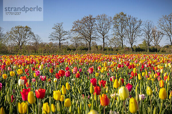 Frühlingssonne lässt blühendes Tulpenfeld in Halstenbek (Kreis Pinneberg/Schleswig-Holstein) bunt leuchten. Gegen Geld dürfen sich Menschen hier Blumen schneiden