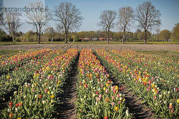 Frühlingssonne lässt blühendes Tulpenfeld in Halstenbek (Kreis Pinneberg/Schleswig-Holstein) bunt leuchten. Gegen Geld dürfen sich Menschen hier Blumen schneiden