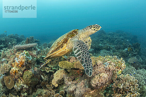 Eine vom Aussterben bedrohte Echte Karettschildkröte (Eretmochelys imbricata) streift über ein Riff auf den Philippinen  Pazifischer Ozean; Philippinen