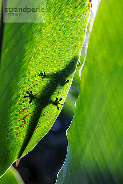 Goldstaub-Taggecko (Phelsuma laticauda)  der über den Rand eines beleuchteten Ingwerblatts späht; Hawaii  Vereinigte Staaten von Amerika