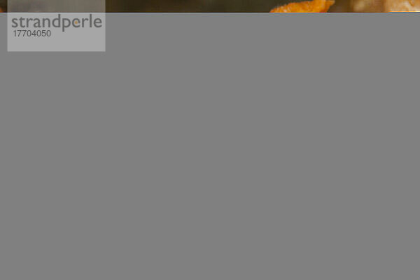 Dieses Bild zeigt das Tier  das seine Schale fast vollständig bedeckt. Die Alison-Kuhschelle (Cypraea alisonae) wird etwa eineinhalb Zentimeter lang; Hawaii  Vereinigte Staaten von Amerika
