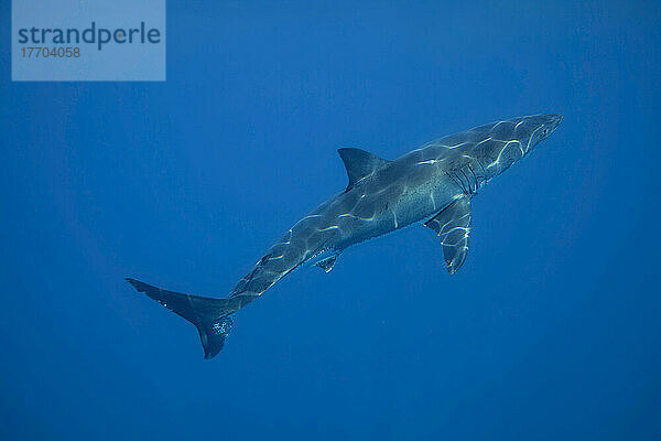 Sonnenlicht kräuselt die Farbe über diesem Weißen Hai (Carcharodon carcharias)  fotografiert vor der Insel Guadalupe; Insel Guadalupe  Mexiko