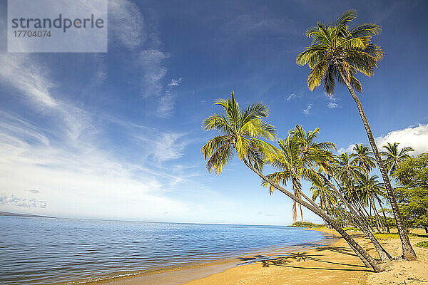 Sandiger  ruhiger Strand und Palmen im Kakahaia Beach Park  Insel Molokai  Hawaii; Molokai  Hawaii  Vereinigte Staaten von Amerika