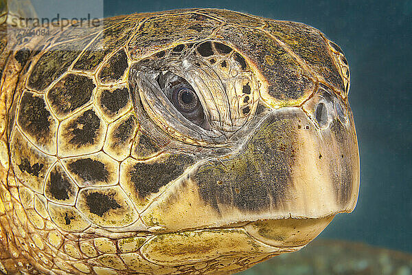 Ein genauer Blick auf den Kopf einer Grünen Meeresschildkröte (Chelonia mydas) vor West Maui  Hawaii  USA; Maui  Hawaii  Vereinigte Staaten von Amerika