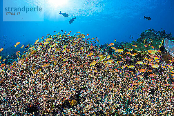 Zarte Hartkorallen zusammen mit Schwärmen von Anthias und verschiedenen Rifffischen dominieren diese Unterwasserszene; Insel Bali  Indonesien