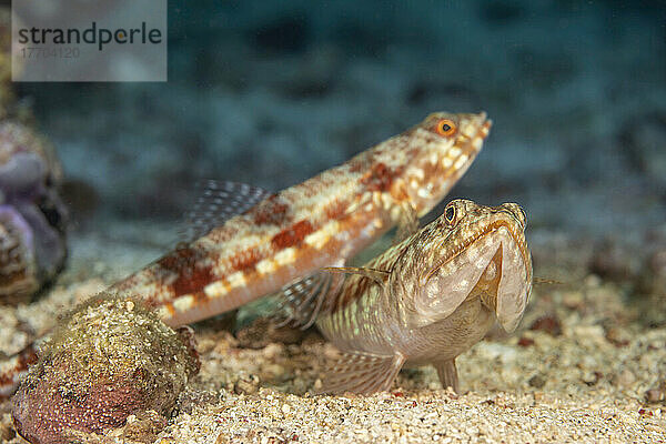 Ein Paar Bunte Eidechsenfische (Synodus variegatus)  auch Riff-Eidechsenfische genannt; Philippinen