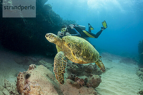 Ein Fotograf richtet seine Kamera auf diese Grüne Meeresschildkröte (Chelonia mydas) vor der Küste von Maui  Hawaii  USA; Maui  Hawaii  Vereinigte Staaten von Amerika