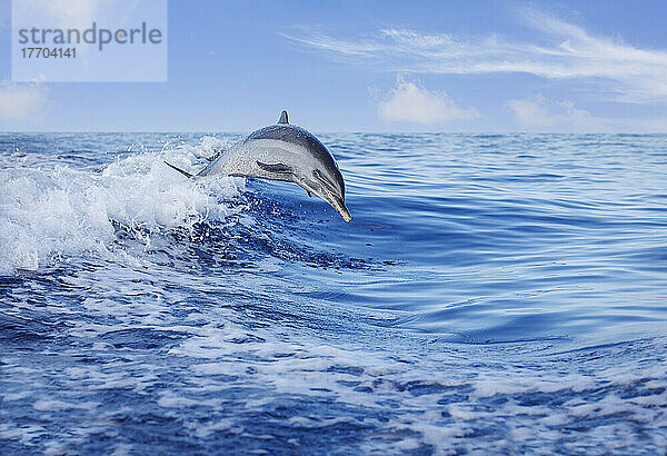 Pantropischer Fleckendelfin (Stenella attenuata)  der aus dem Pazifischen Ozean springt; Hawaii  Vereinigte Staaten von Amerika