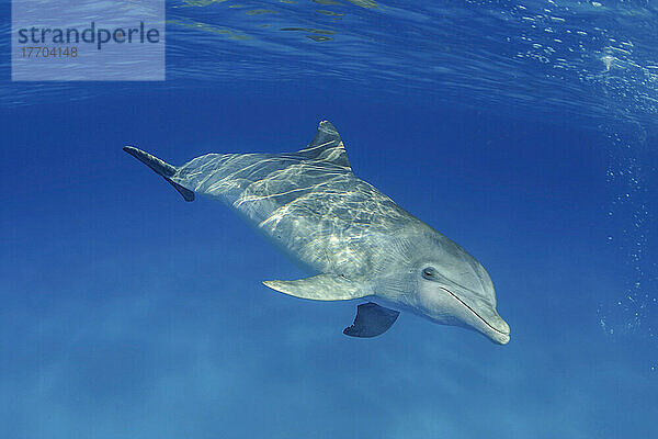 Dieser Große Tümmler (Tursiops truncatus) wurde fotografiert  als er kurz mit einer Gruppe von Fleckendelfinen (Stenella plagiodon) auf der Bahamas-Bank interagierte; Bahamas